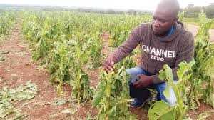 Farmers lose hectares of tobacco due to fake chemicals