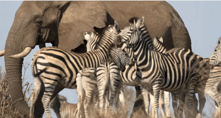 Zimbabwe undertakes another “Operation Noah” to save 2500 wild animals from drought