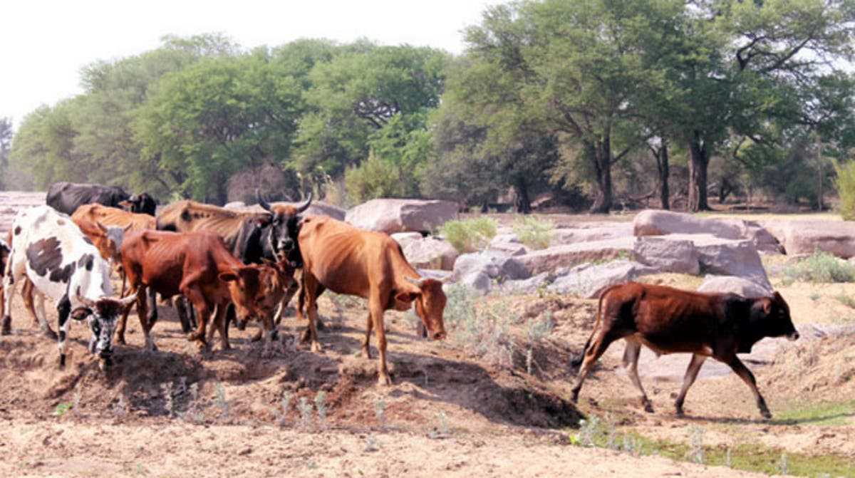 Rains boost cattle farming in Mat South