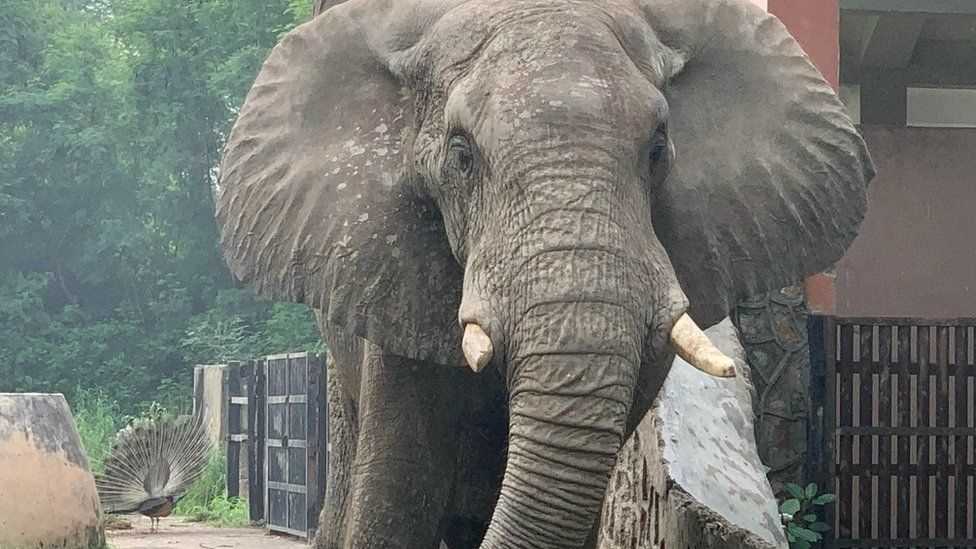 Lonely Zim elephant in Delhi set to get mate from SA