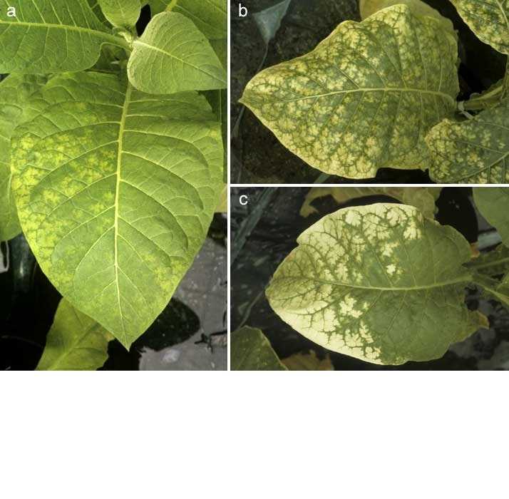 Tobacco Research Board cautions farmers on chemical use as it investigates abnormal growths on plants