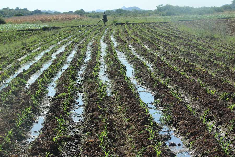 IMF allocates Zim US$958m for agric and industry