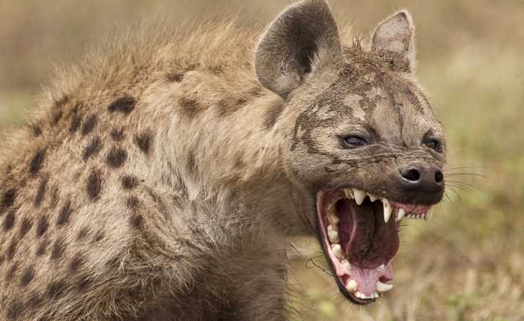 Zim human-wildlife conflict continues to rise  . . . as hyena bites off woman’s hand, toe