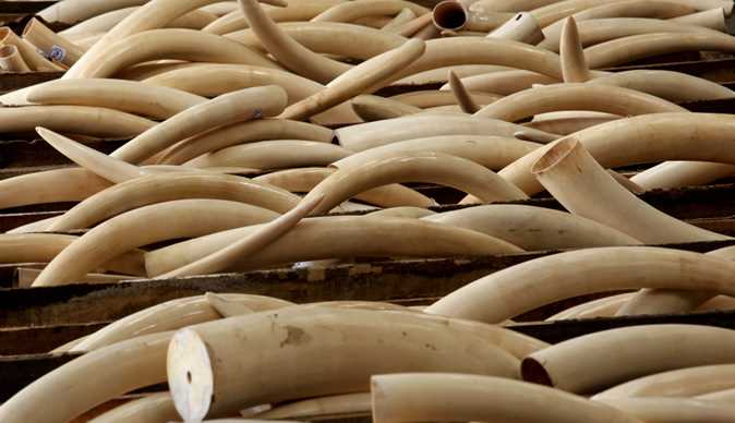 Sadc pushes for more voting power at CITES