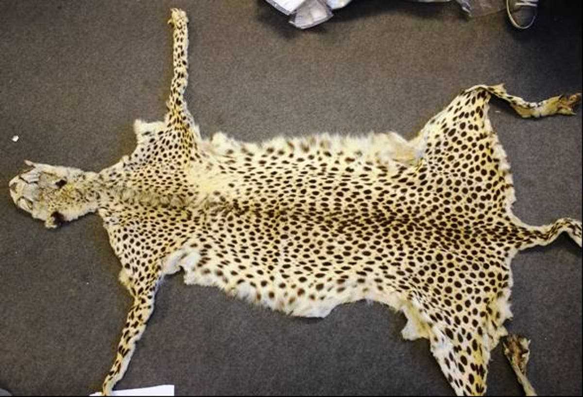Man locked up for possession of cheetah skin