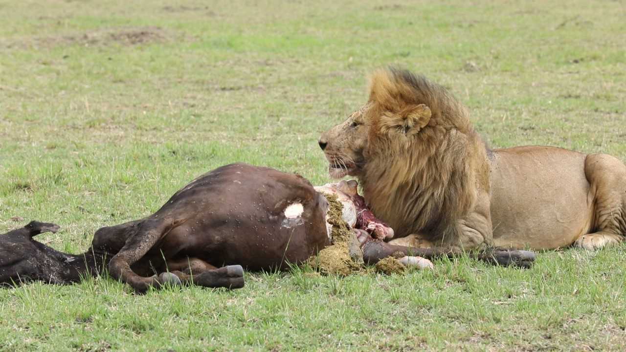 Hwange family loses 10 cattle, 7 goats to lions in one night