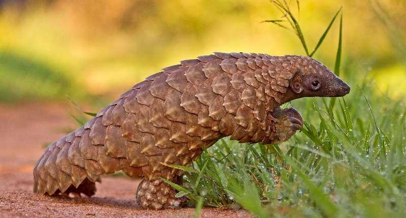 Two men in soup over pangolin, elephant tusk