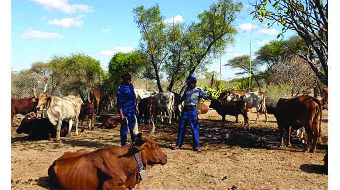 Zvimba cattle rustler arrested, 15 beasts recovered