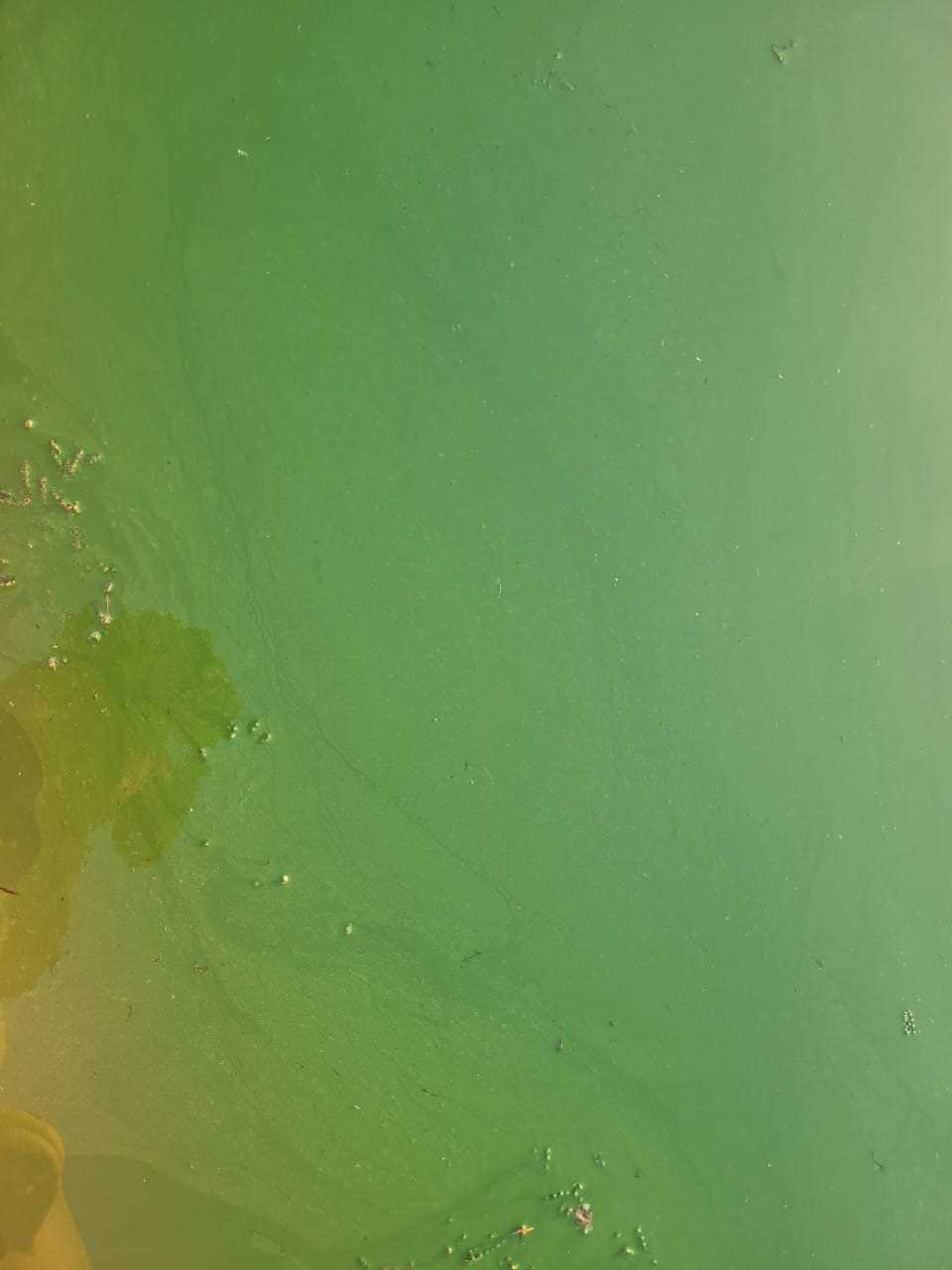 Green stands for danger at Lake Chivero