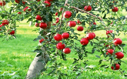 Explore the splendour of Jammu and Kashmir