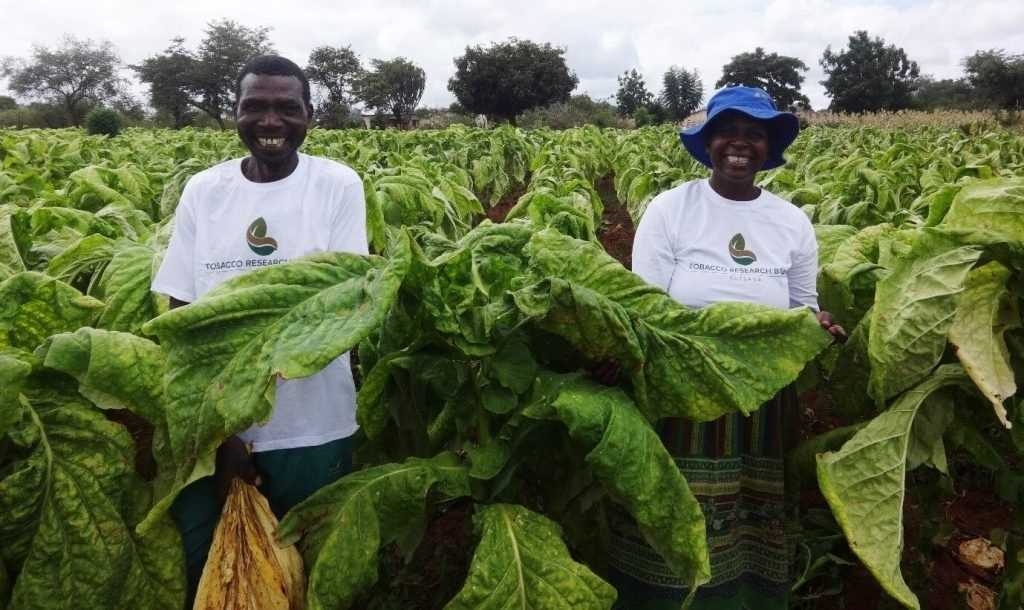 Tobacco export earnings reach over US$1.2B