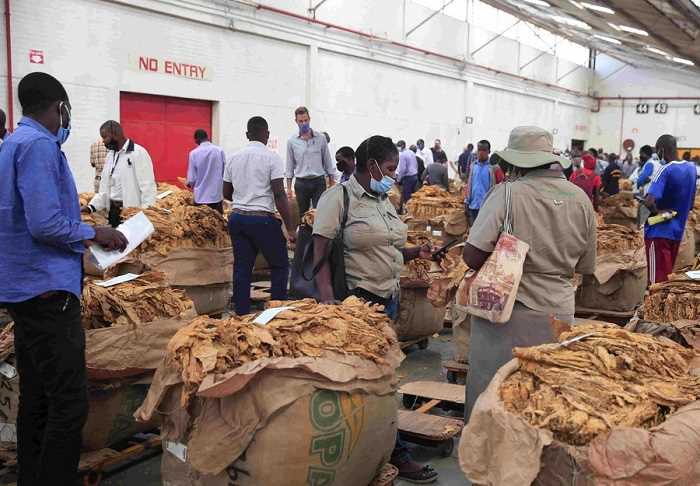 Farmers get US$59m from 20 million kg of tobacco