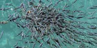 Glendale community receives 5 000 Nile tilapia fish breeders