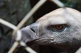 Vulture head for sale in Africa Unity Square