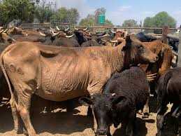 Four cattle rustlers arrested, 43 cattle recovered