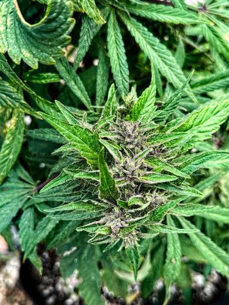 Drug bust in Zimbabwe woman arrested with 70.9 kilograms of mbanje