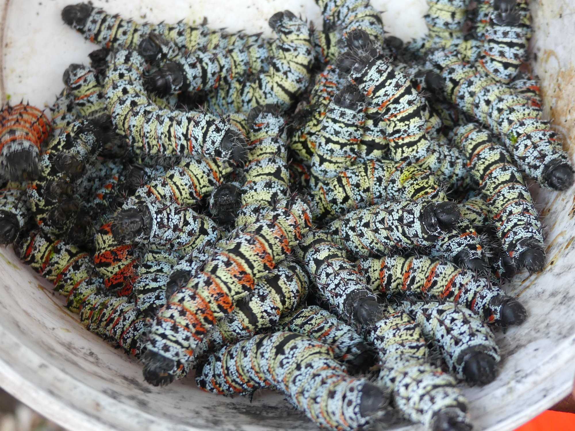 Celebrating Zimbabwe’s insect delicacies: ancient and sustainable culinary traditions