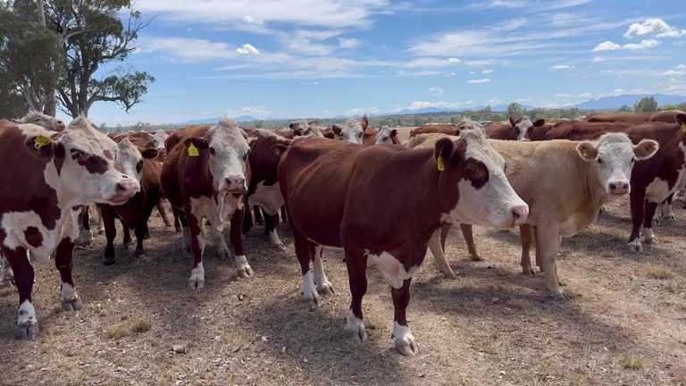 Heifer Gate: ZANU PF Youth leaders embroiled in corruption scandal