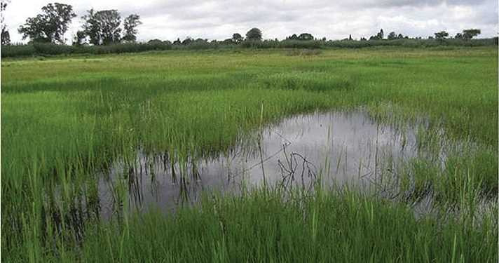 Zela, NECJ call for wetlands protection amid urban development