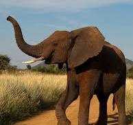Spanish tourist trampled to death by elephants in South Africa