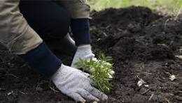 Rotary Club Harare unveils ree-planting project