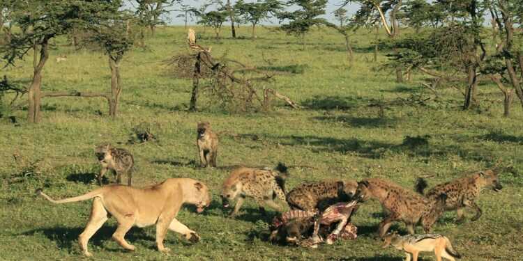 Wildlife overpopulation sparks concern in Tsholotsho villagers