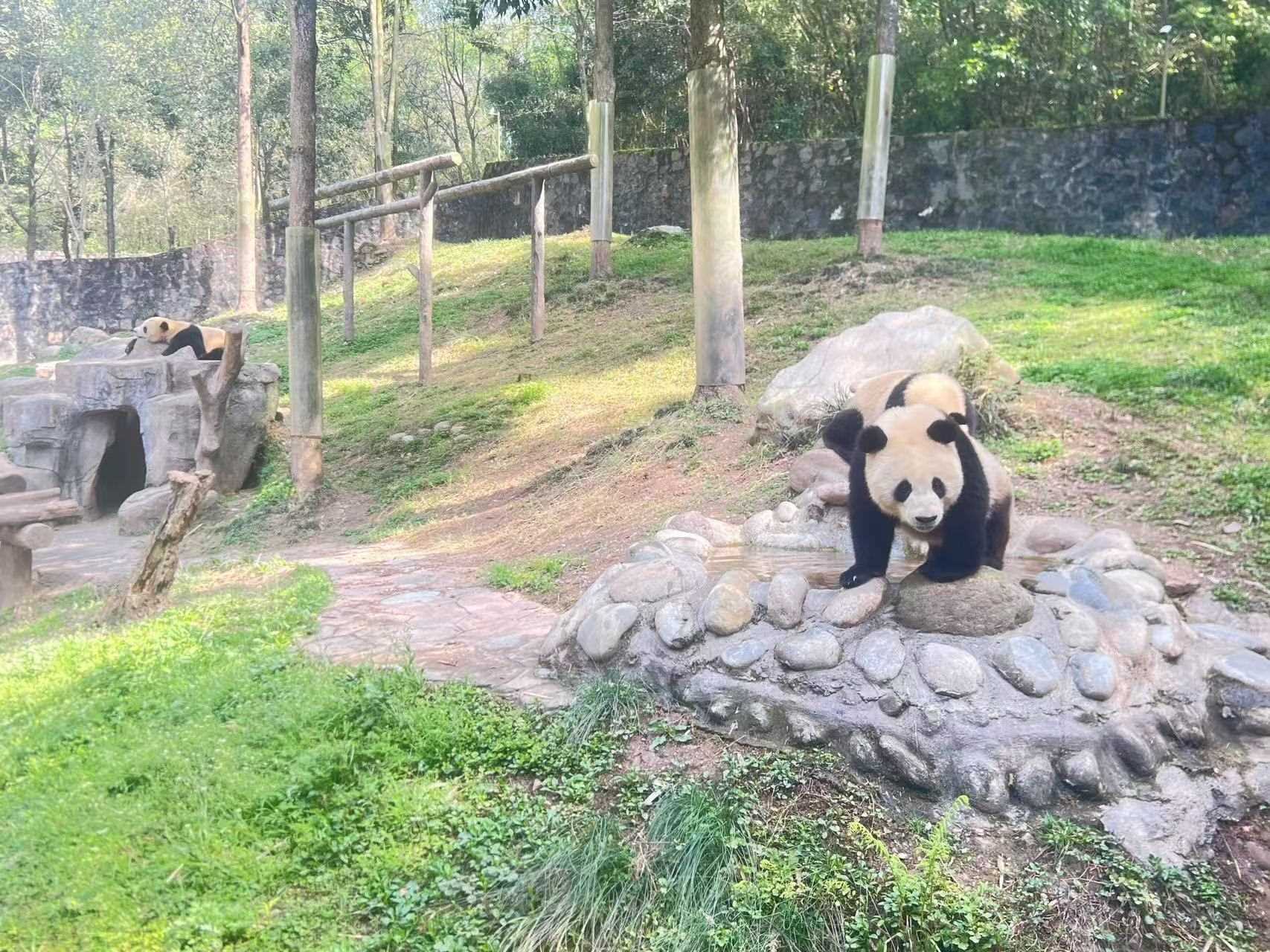 China's "bamboo billionaires" playbook changes the conservation narrative