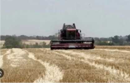 Zim Eyes Grain Surplus