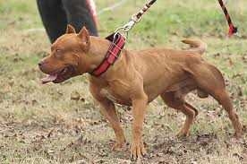 Bulawayo Enforces Tie-Up Order as Stray Dog Attacks Rise