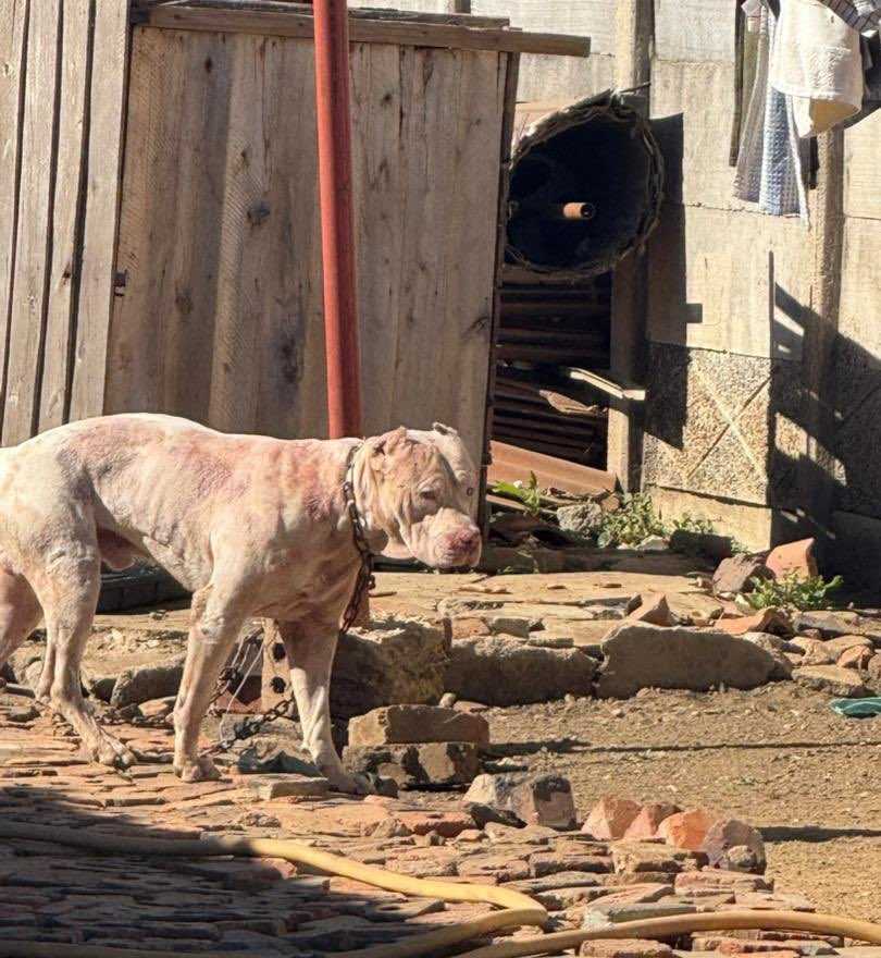 Dangerous Dogs Culled After Deadly Mauling in Harare