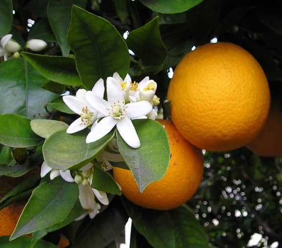 category photo