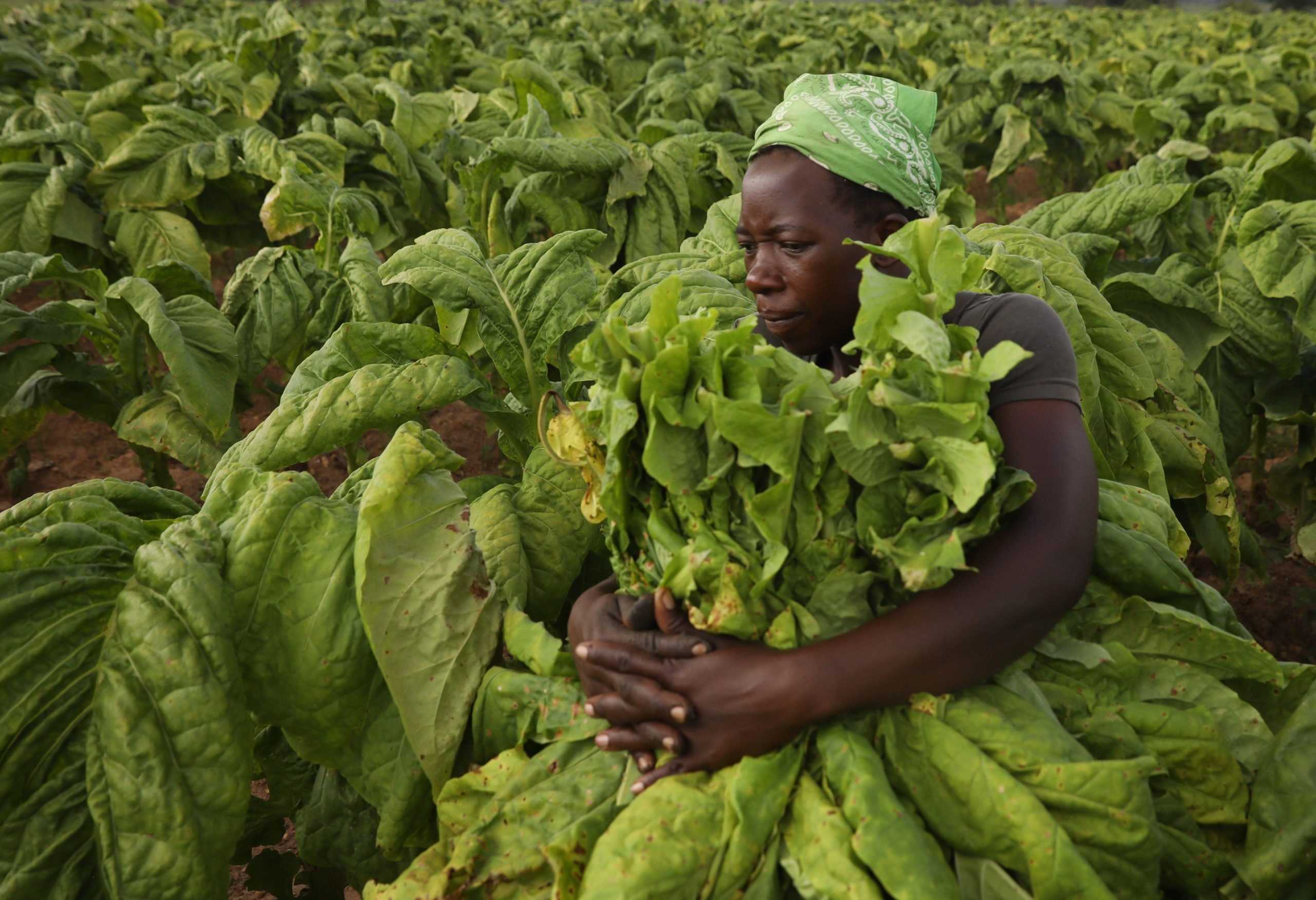 Tobacco Sales Up 53% as Grain Deliveries Improve