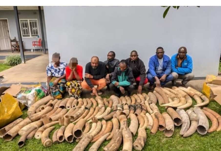 Zambia Busts Cross-Border Syndicate in Half-Tonne Ivory Seizure
