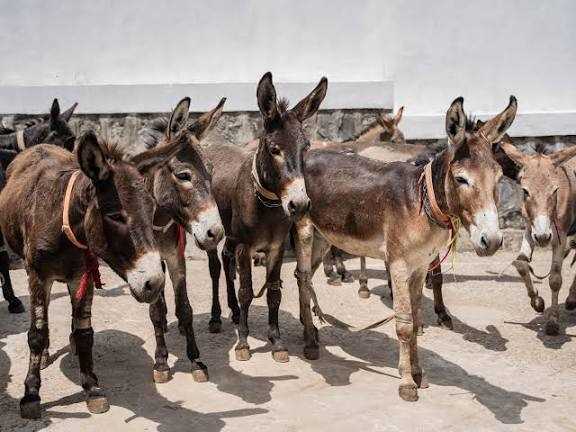 Zvishavane Man Gets 14 Months for Stealing Six Donkeys
